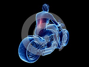 a bikers back muscles