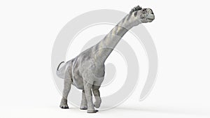 A camarasaurus