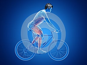 a cyclists muscles