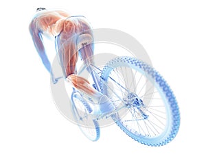 a cyclists muscles