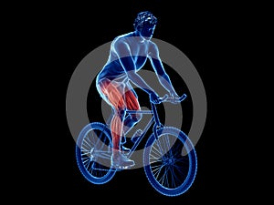 a cyclists muscles