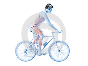 a cyclists muscles