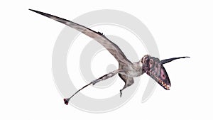 A dimorphodon