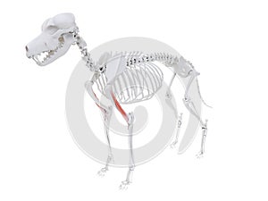 The dog muscle anatomy - brachialis photo