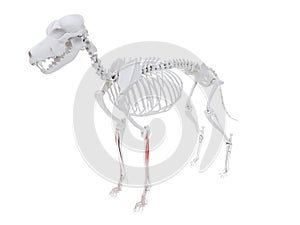 The dog muscle anatomy - extensor digitorum communis photo