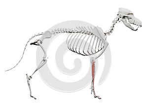 The dog muscle anatomy - extensor digitorum lateralis photo