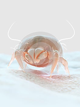 a house dust mite