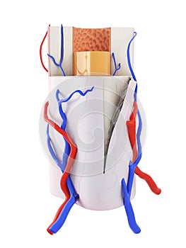 the human bone anatomy
