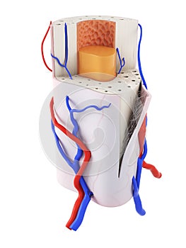 the human bone anatomy