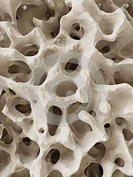 The human bone structure