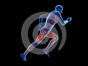 a joggers muscles