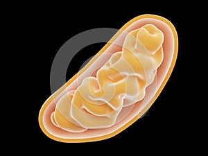 A mitochondria photo