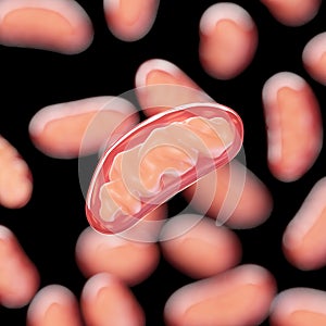 Mitochondria photo