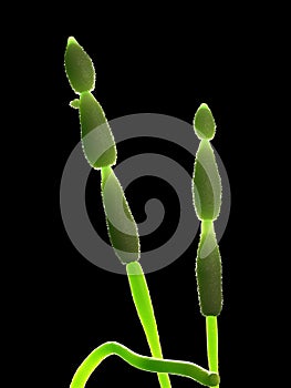 the mold - alternaria