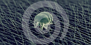 A scabies mite photo