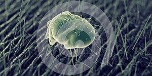 A scabies mite photo