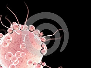 Sperms and a human egg cell