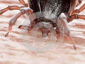 A tick biting