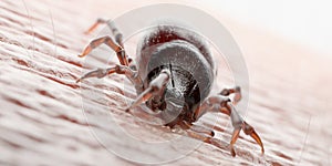 A tick biting