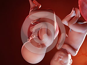 Twin fetuses - week 39