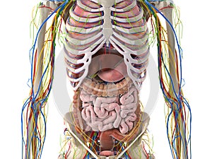 The abdominal organs photo