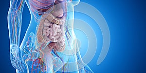 The abdominal organs