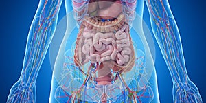 The abdominal organs