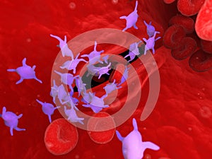 Active blood platelets photo