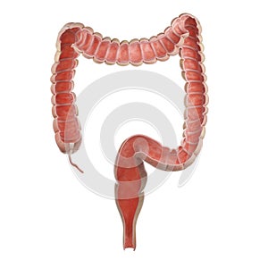 The human colon photo