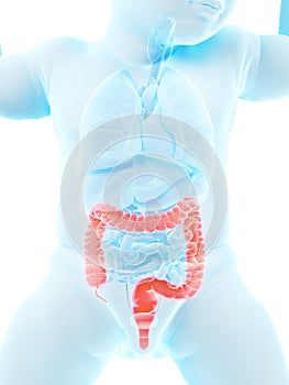A babys colon