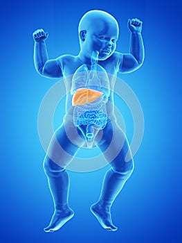 a babys liver