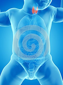 A babys thyroid gland