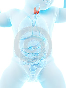 A babys thyroid gland