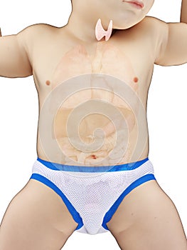 a babys thyroid gland