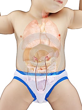 A babys ureters photo