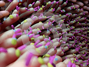 Bacteria inside of the intestine