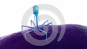 A bacteriophage on a bacteria photo