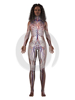 A black females vascular system