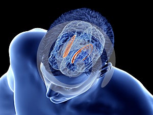 The brain anatomy - the caudate nucleus photo