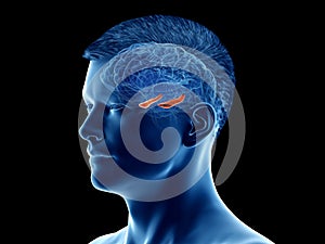 The brain anatomy - the hippocampus photo