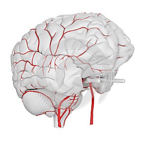 The brain arteries