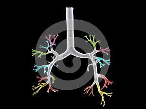 The bronchi segments