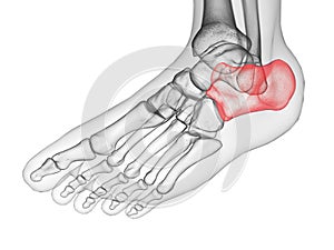 The calcaneus bone photo