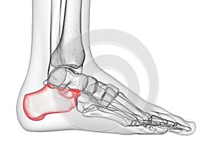 the calcaneus bone photo