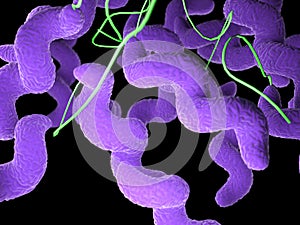 A campylobacter bacteria photo