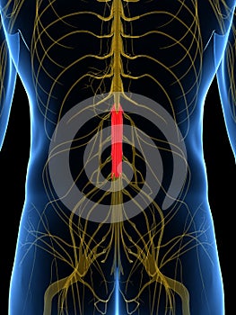The Cauda Equina Base