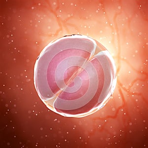 A 2 cell stage embryo