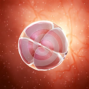 a 4 cell stage embryo
