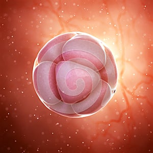 a 8 cell stage embryo