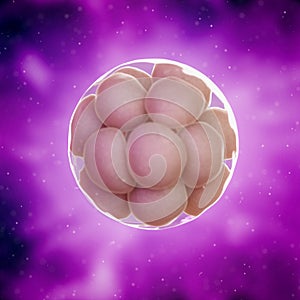 a 16 cell stage embryo